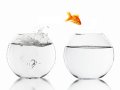 goldfish_bowl